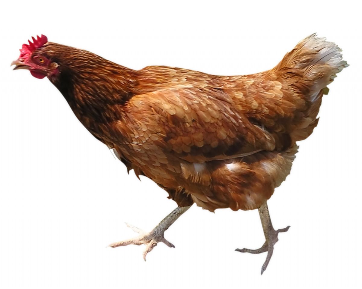 Rüyada Tavuk Görmek