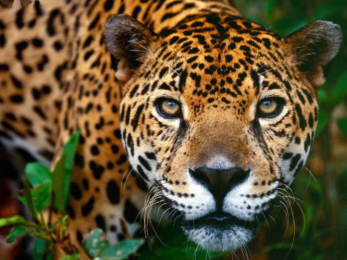 Rüyada Jaguar Görmek