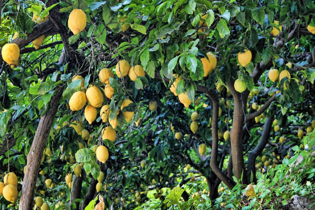 Rüyada Limon Ağacı Görmek