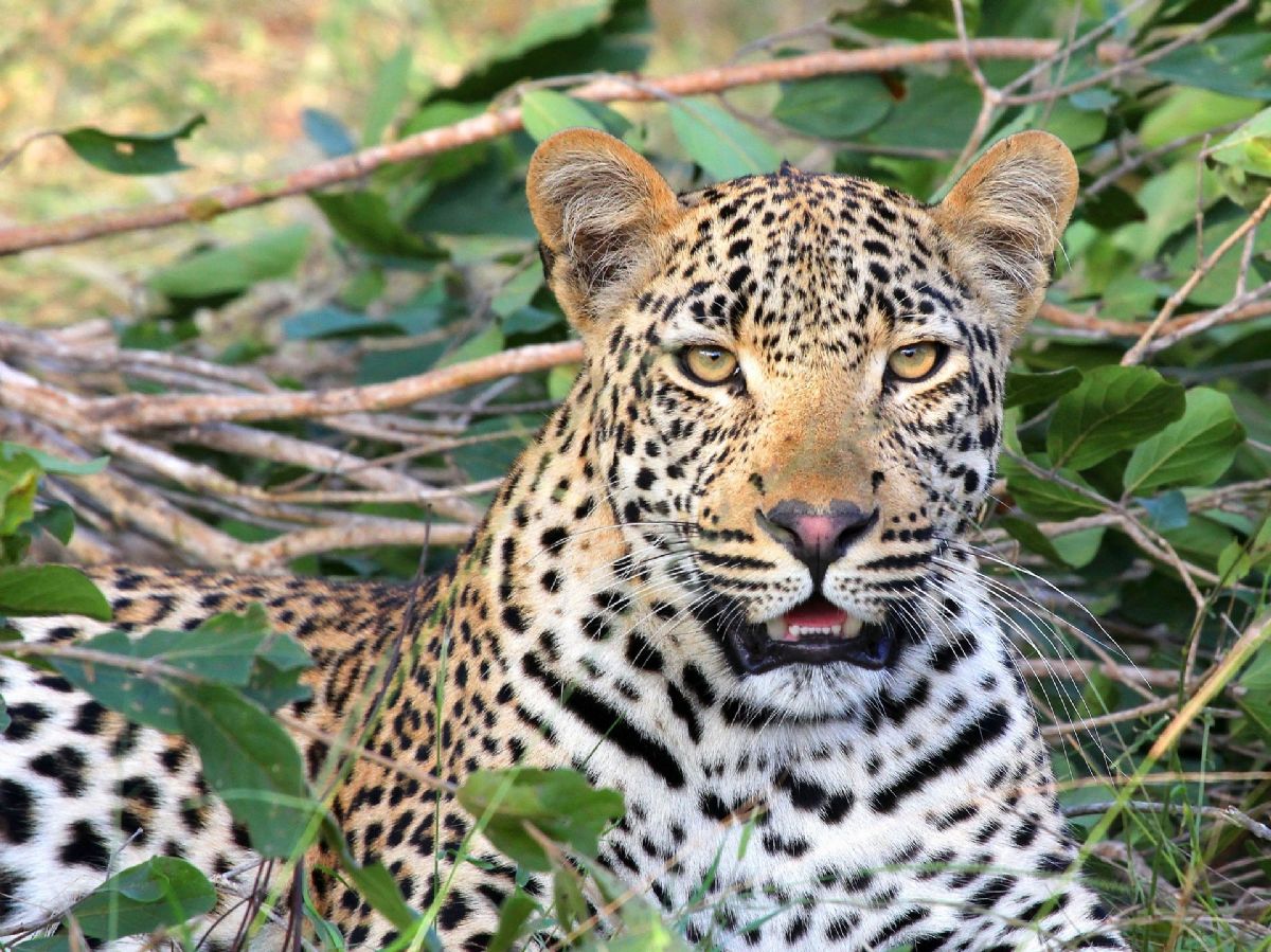 Rüyada Leopar Görmek