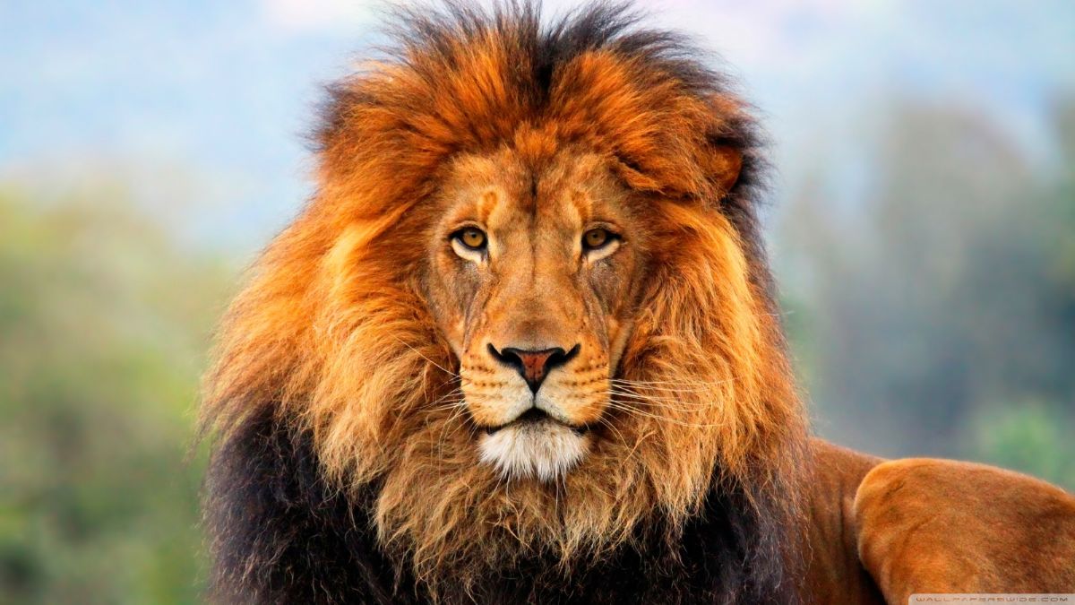 Rüyada Aslan Görmek