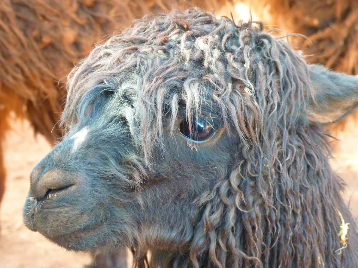 Rüyada Lama Görmek