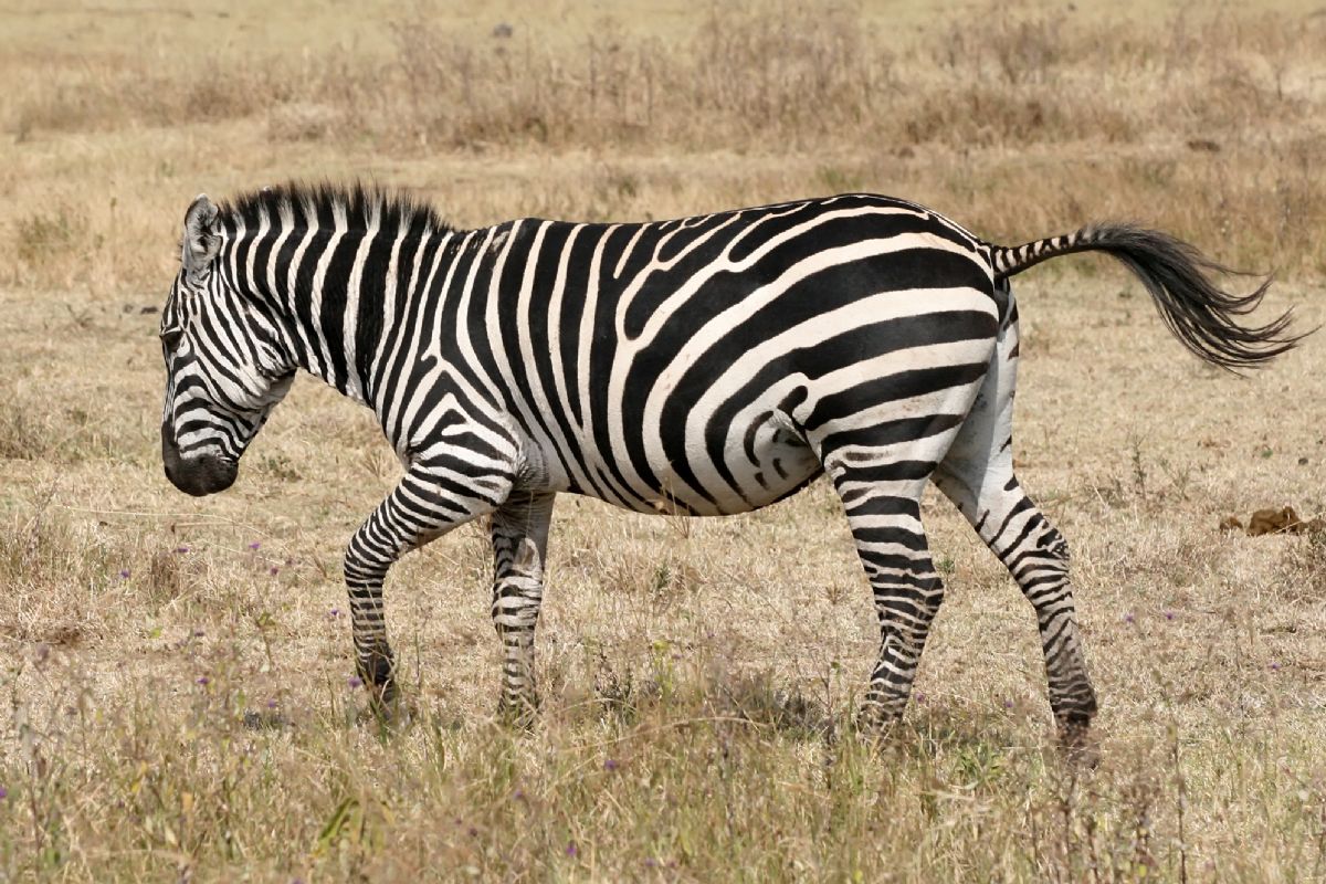Rüyada Zebra Görmek