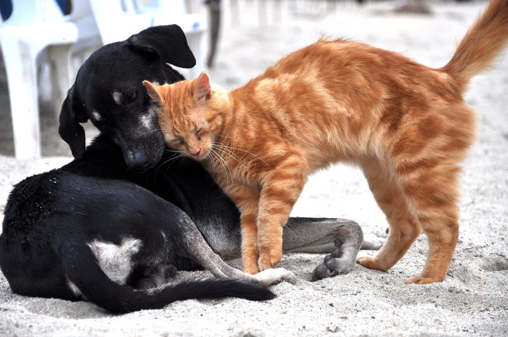 Rüyada Kedi Görmek
