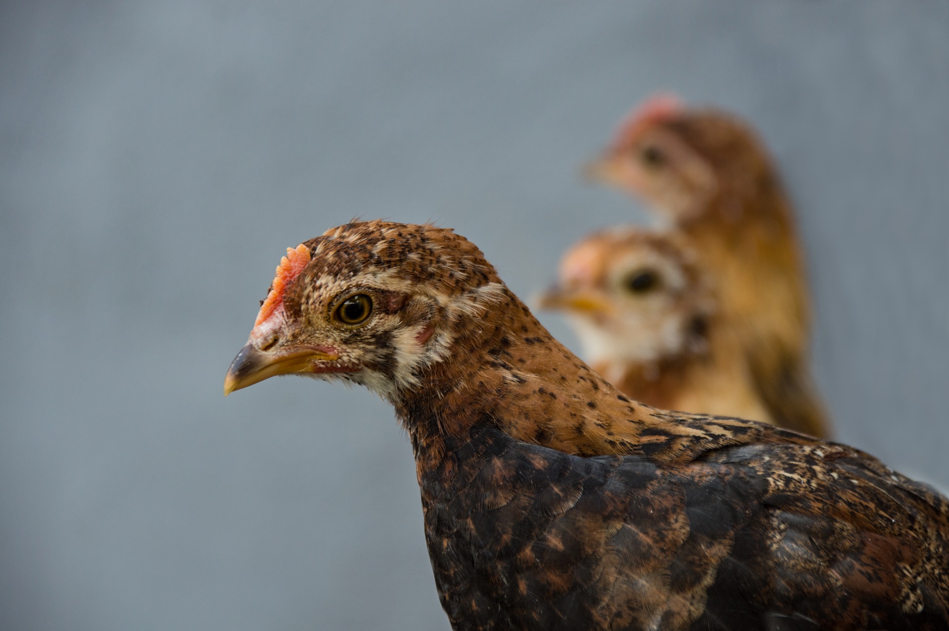 Rüyada Bantam Görmek