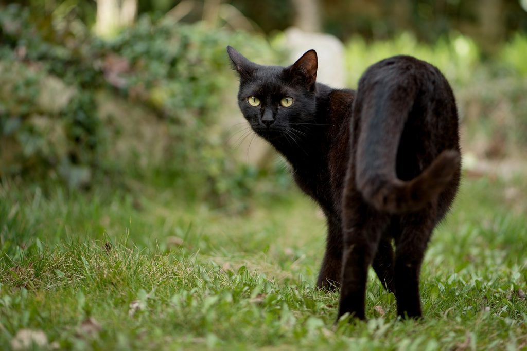 Rüyada Kedi Görmek