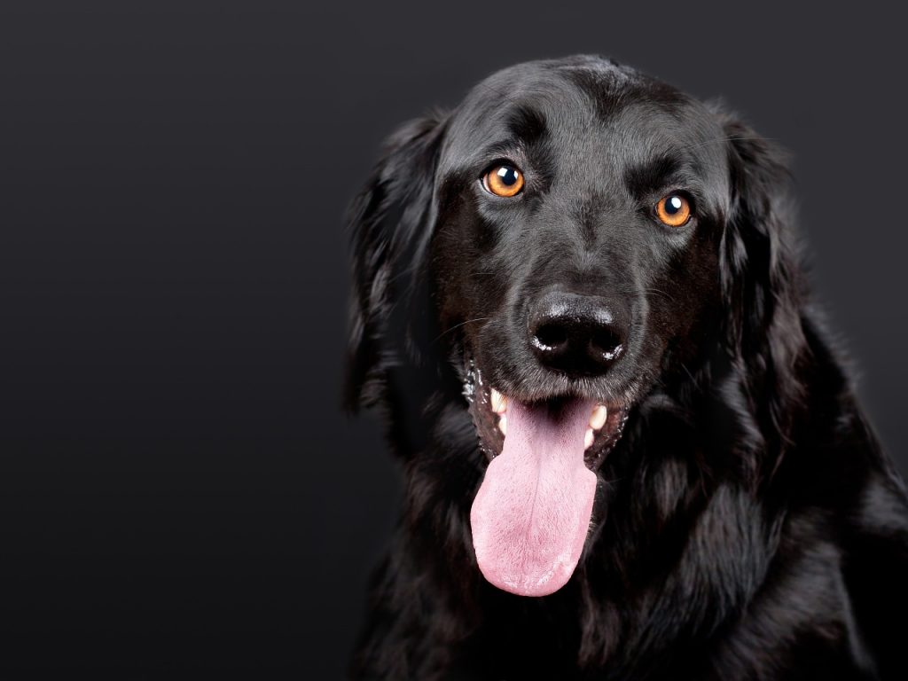 Rüyada Köpek Görmek