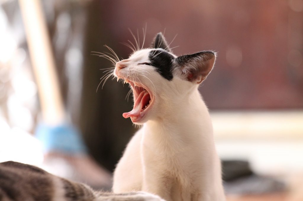 Rüyada Kedi Görmek