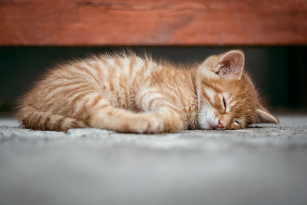 Rüyada Kedi Görmek