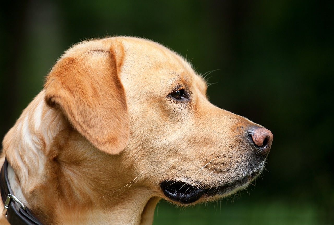 Rüyada Köpek Görmek