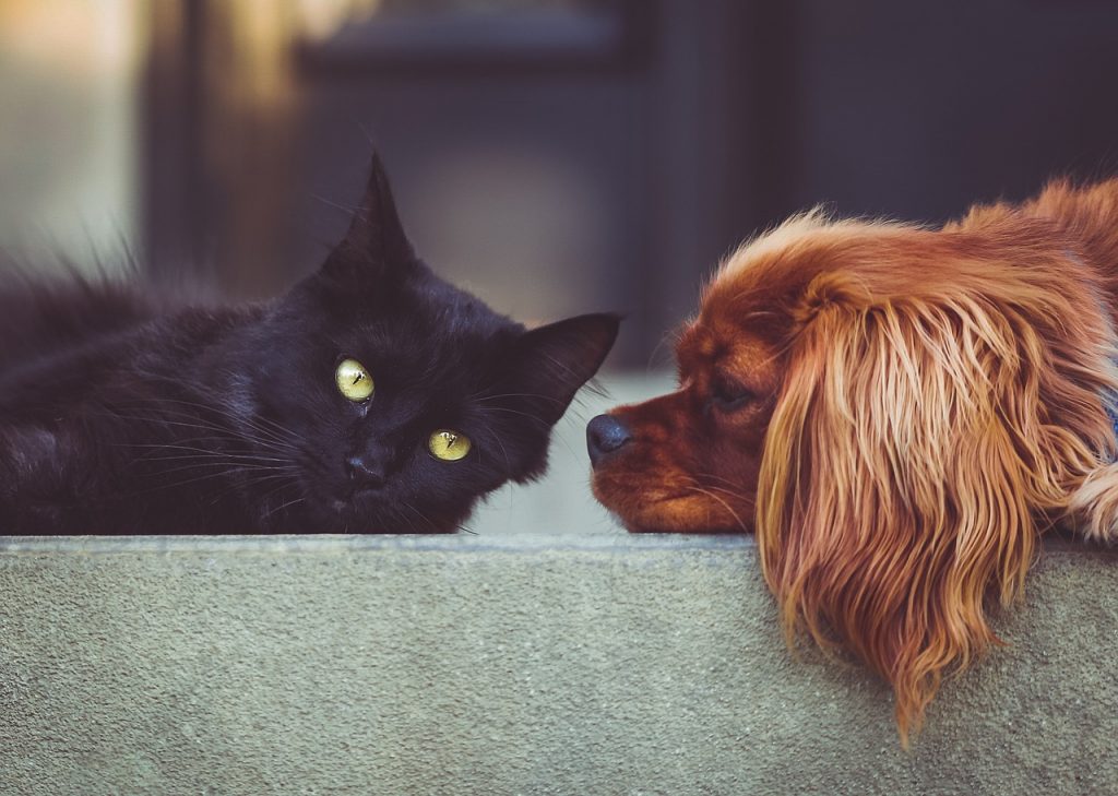Rüyada Köpek Görmek