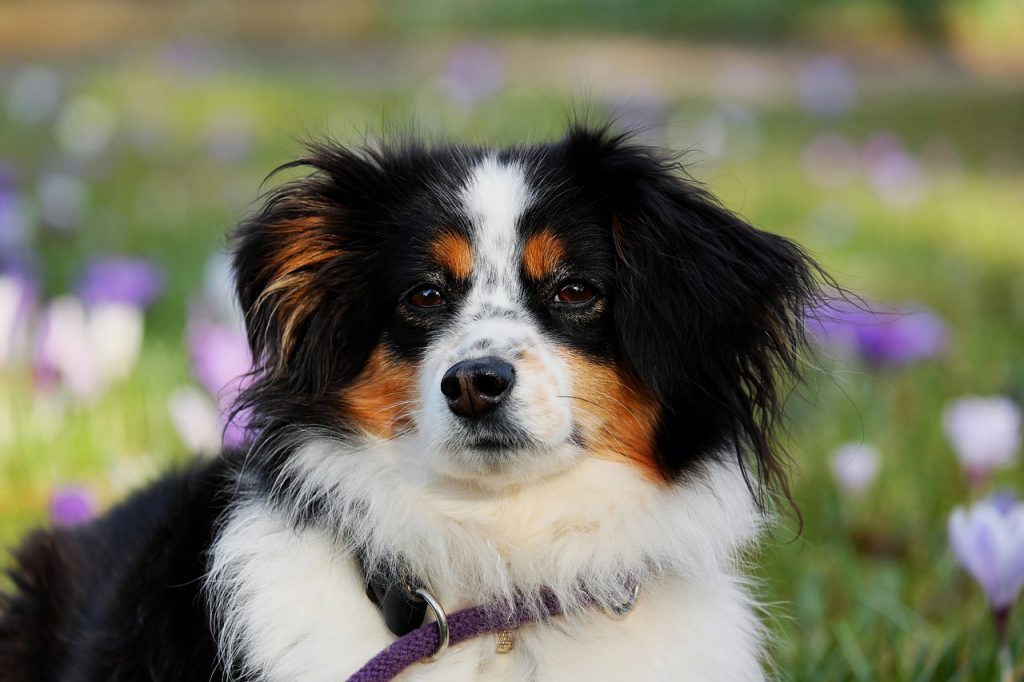 Rüyada Köpek Görmek