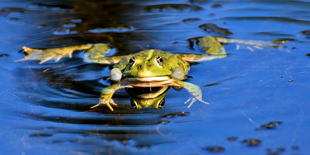 Rüyada Kurbağa Yavrusu Görmek