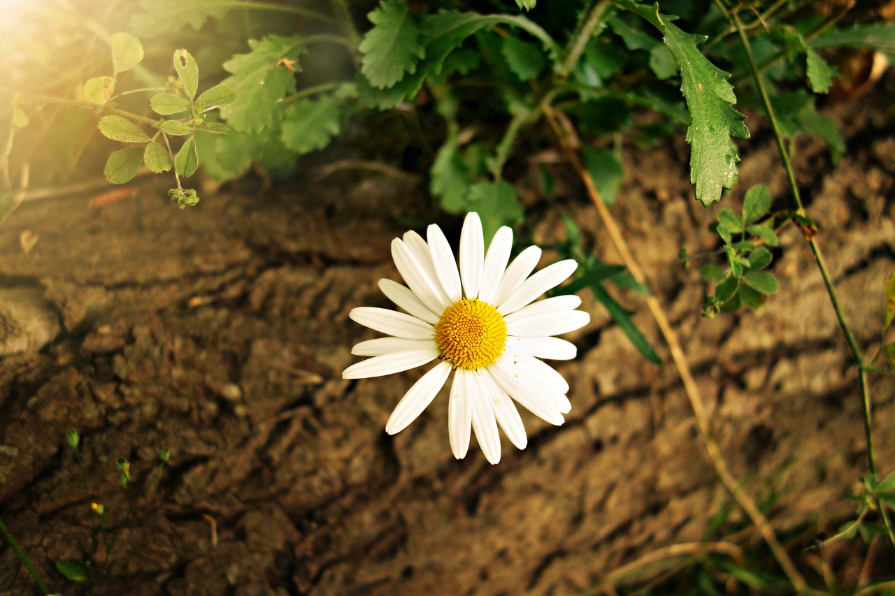 Rüyada Öküz Görmek